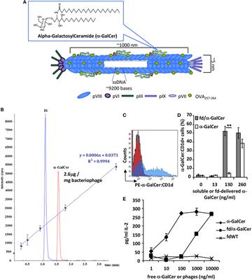 Vectorized Delivery of Alpha-GalactosylCeramide and Tumor Antigen on Filamentous Bacteriophage fd Induces Protective Immunity by Enhancing Tumor-Specific T Cell Response